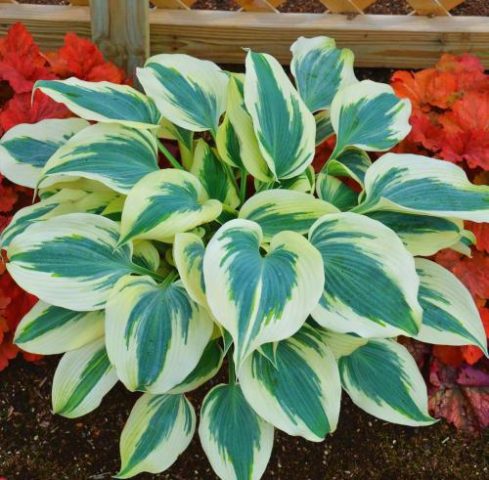 Hosta Blue Ivory: photo and description