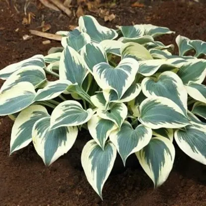 Hosta Blue Ivory: photo and description