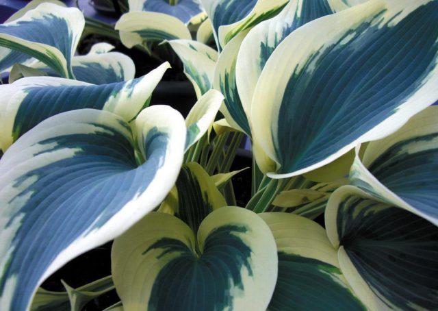 Hosta Blue Ivory: photo and description