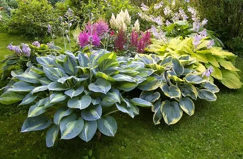 Hosta Blue Ivory: photo and description