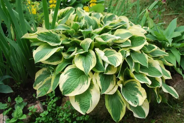 Hosta Blue Ivory: photo and description