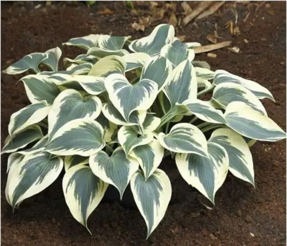 Hosta Blue Ivory: photo and description