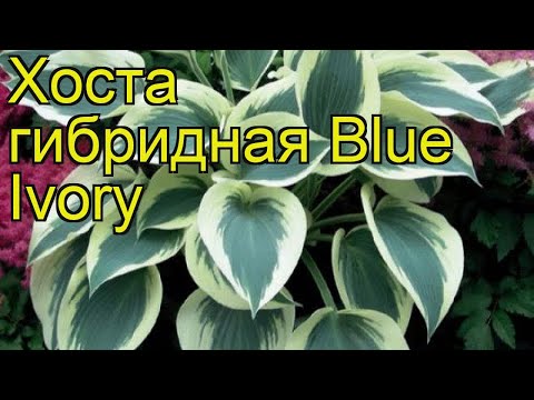 Hosta Blue Ivory: photo and description