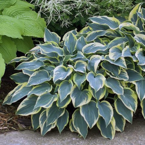 Hosta Fest Frost: photo and description