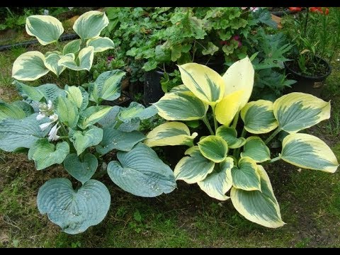 Hosta Fest Frost: photo and description