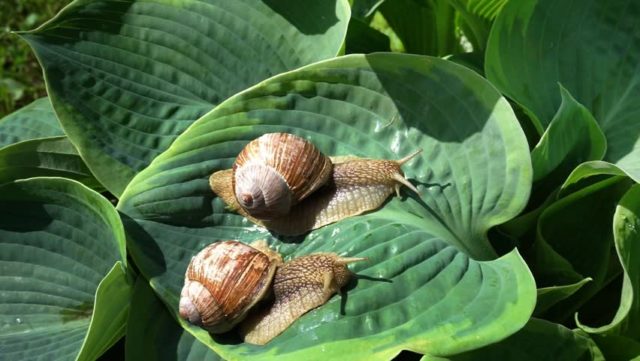 Hosta Fest Frost: photo and description