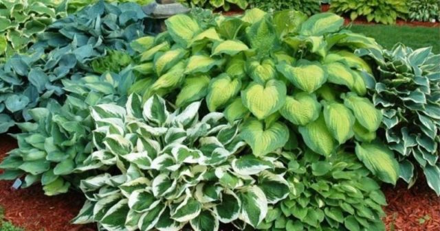 Hosta for sunny places: varieties with photos