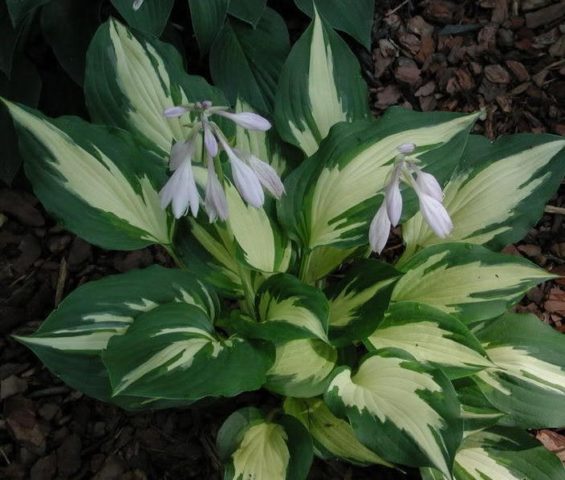 Hosta for sunny places: varieties with photos