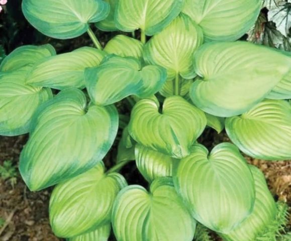 Hosta for sunny places: varieties with photos