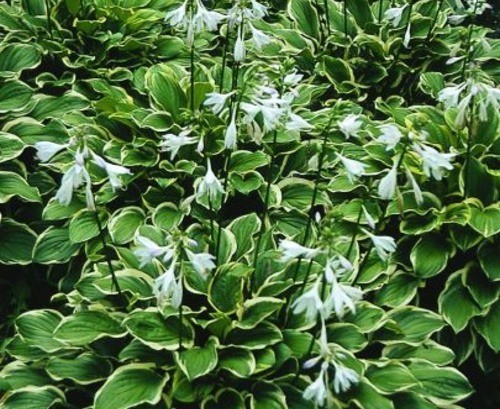 Hosta for sunny places: varieties with photos