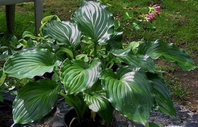 Hosta for sunny places: varieties with photos