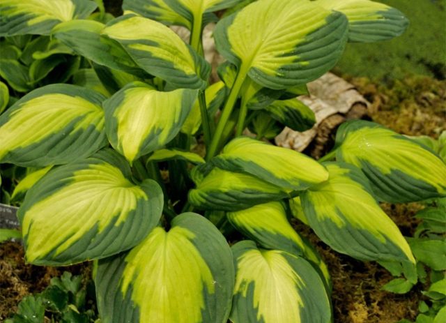 Hosta for sunny places: varieties with photos