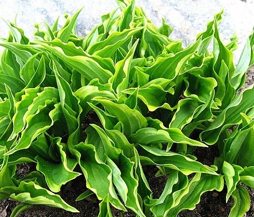 Hosta for sunny places: varieties with photos