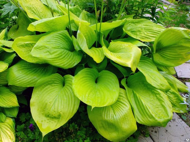 Hosta for sunny places: varieties with photos