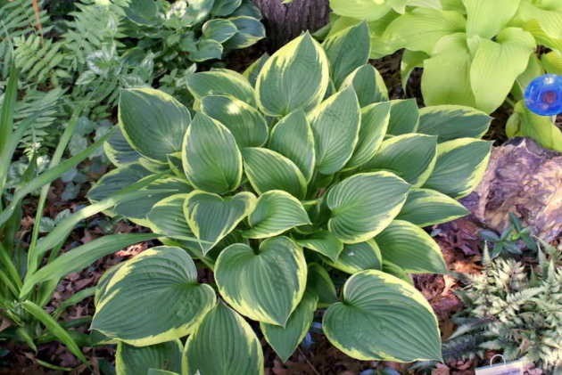 Hosta for sunny places: varieties with photos