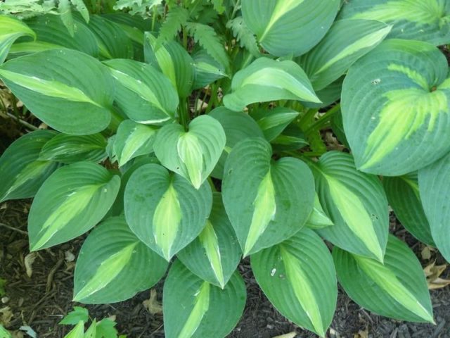 Hosta for sunny places: varieties with photos