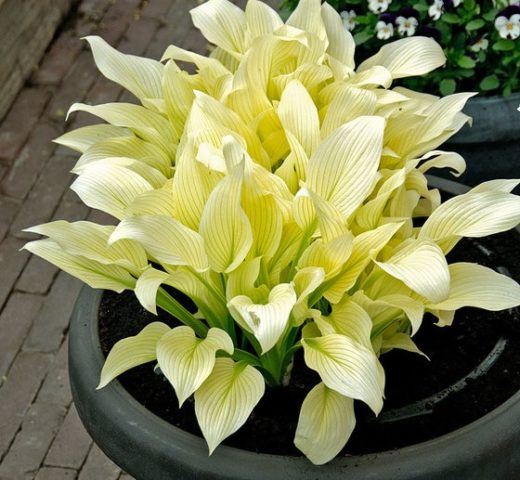 Hosta for sunny places: varieties with photos