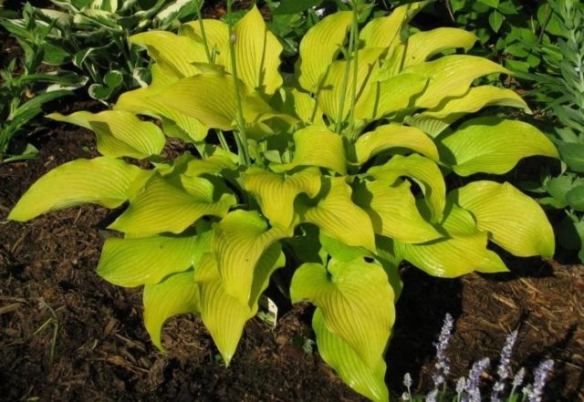 Hosta for sunny places: varieties with photos