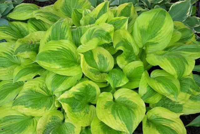 Hosta for sunny places: varieties with photos