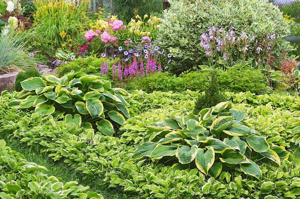 Hosta for sunny places: varieties with photos