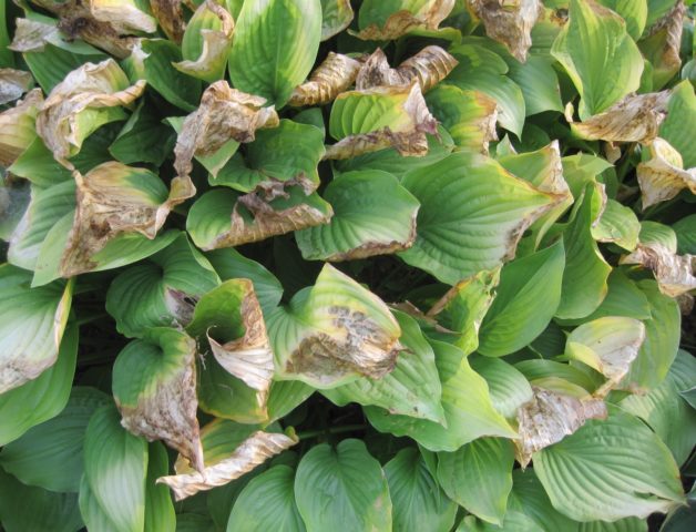 Hosta for sunny places: varieties with photos