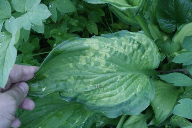 Hosta for sunny places: varieties with photos