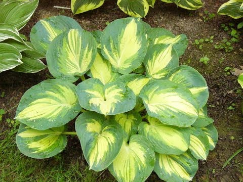 Hosta for sunny places: varieties with photos