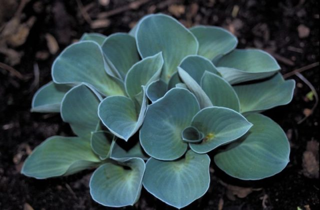 Hosta for sunny places: varieties with photos