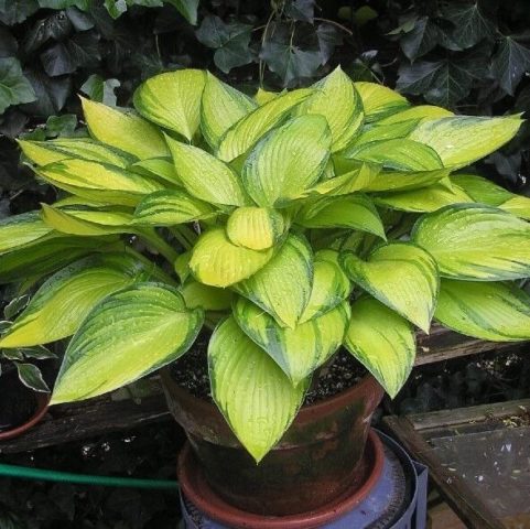 Hosta for sunny places: varieties with photos