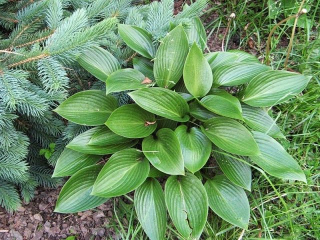 Hosta for sunny places: varieties with photos