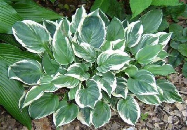 Hosta for sunny places: varieties with photos