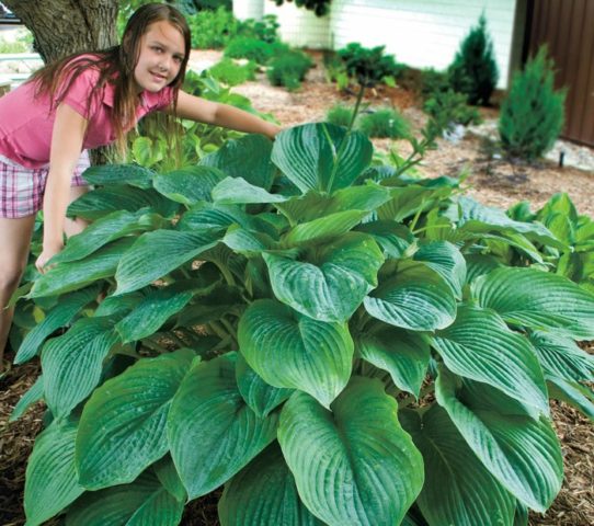 Hosta for sunny places: varieties with photos