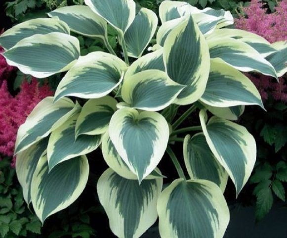 Hosta for sunny places: varieties with photos