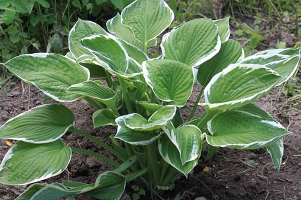 Hosta for sunny places: varieties with photos