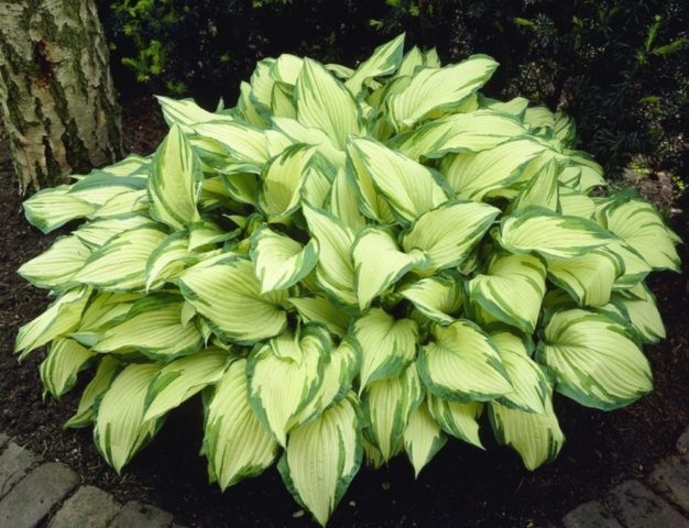 Hosta Fortuna Albopicta: description, photos, reviews