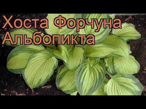 Hosta Fortuna Albopicta: description, photos, reviews