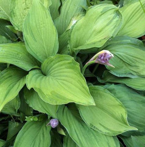 Hosta Fortuna Albopicta: description, photos, reviews