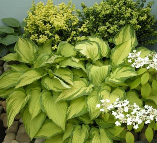 Hosta Fortuna Albopicta: description, photos, reviews