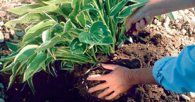 Hosta Fortuna Albopicta: description, photos, reviews