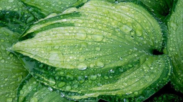 Hosta Fortuna Albopicta: description, photos, reviews