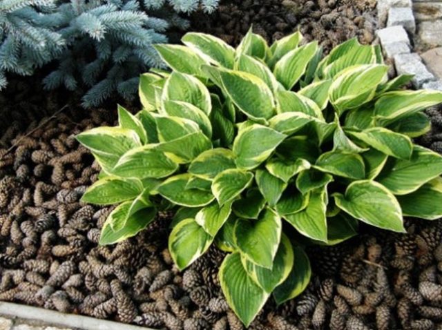 Hosta Fortuna Albopicta: description, photos, reviews