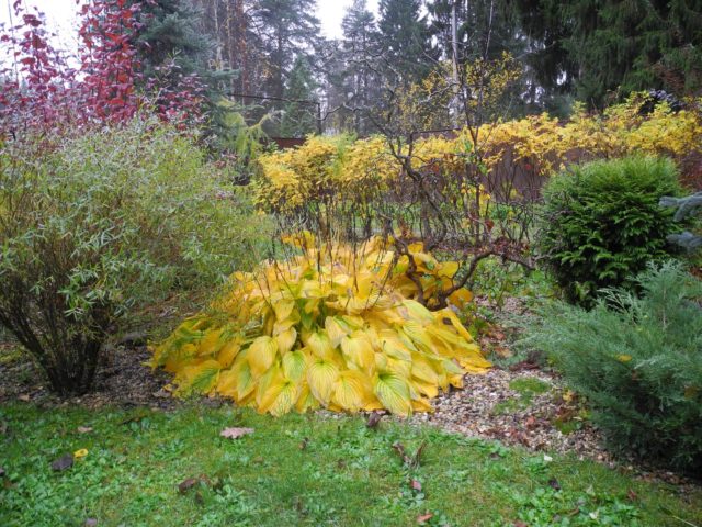 Hosta Fortuna Albopicta: description, photos, reviews