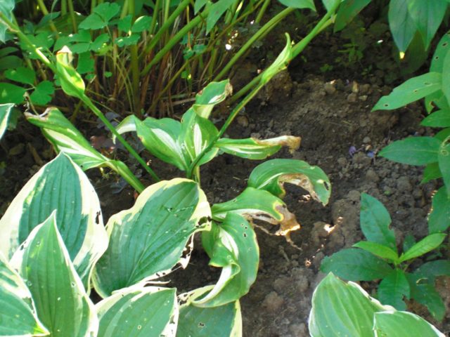 Hosta Fortuna Albopicta: description, photos, reviews