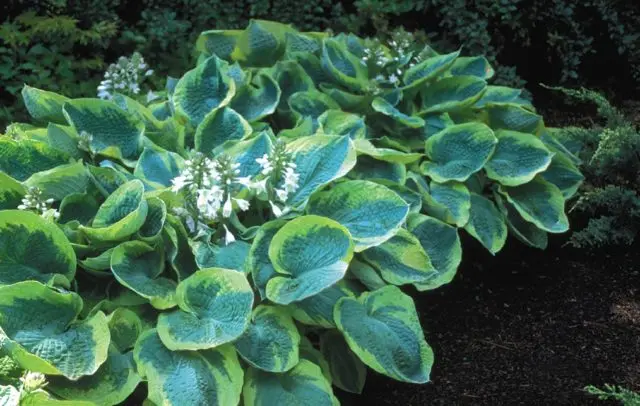 Hosta Francis Williams (France Williams): photo and variety description