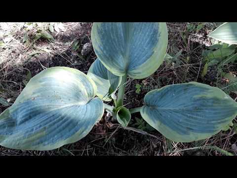 Hosta Francis Williams (France Williams): photo and variety description