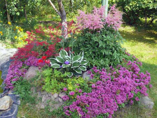 Hosta Francis Williams (France Williams): photo and variety description