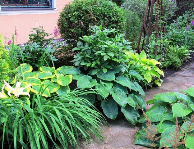 Hosta Francis Williams (France Williams): photo and variety description