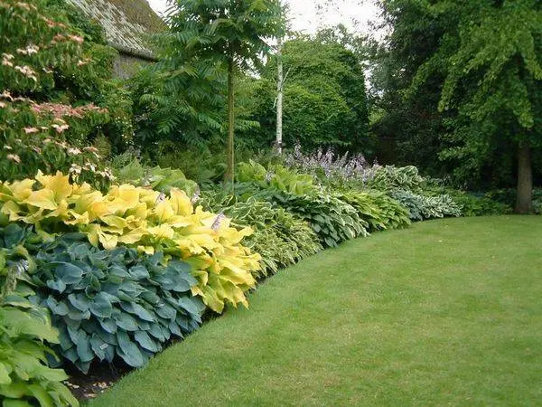 Hosta Francis Williams (France Williams): photo and variety description