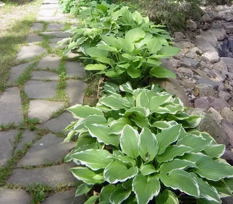 Hosta Francis Williams (France Williams): photo and variety description