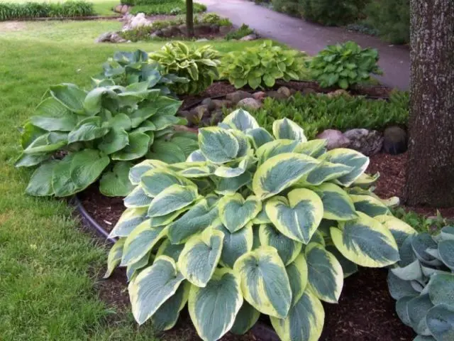 Hosta Francis Williams (France Williams): photo and variety description